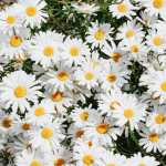 Lil' darling Daisies