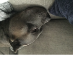 Doggo couch