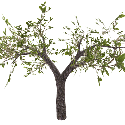 Spring Tree