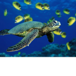 Awesome turtle group