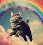 Rainbowcatfloating