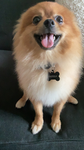 Sophia the youtuber's group