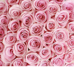 Ayla’s roses