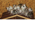 A Group of Amazing Rats
