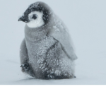 Penguin group boo