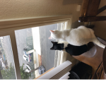 Lulu :,)