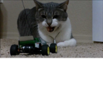 THE CATS..
