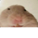 Memes and members