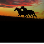 Platinum Riding Academy / Stables