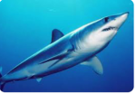 SHARKEYmm2