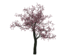 CherryBlossim Studios