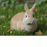 RabbitLove