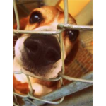 Animal Care group