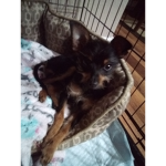 Mad Max The Puppy