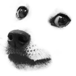 Doge Comitee