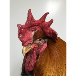 Chicken Consumers Inc