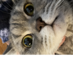 Kiki is my cat