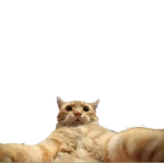 Haukly