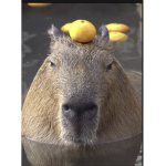 Capybara roblox