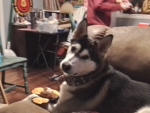 Doggo's Epic Group