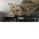 GW miau