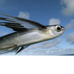 Blue Flying Fish Army