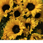 Sunflower Twist
