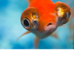 Fishy!!!!!!