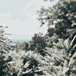 Aesthetic is my thing