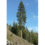Pinewood Militia