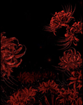 Licorys