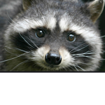 the racoon club