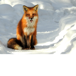 Foxyg