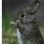 BUNNY CULT OF ROBLOX