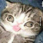 We love Cats!!!!!