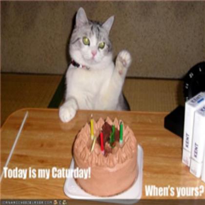 funny-pictures-cat-has-caturday Roblox decal