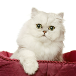 kittycat's