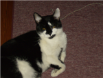 Truman teh cat CLUB