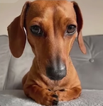 Doggos land