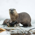 The otters!