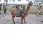 tactical llama
