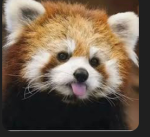The redpanda group
