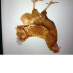 I love chickens so much