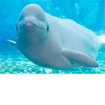 Beluga Industries
