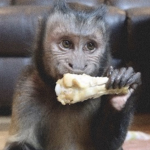 Valid monkeys ouhh ahh ahhh