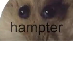 Hampter Hangout