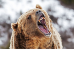 Bears vs the world