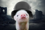 pig commander