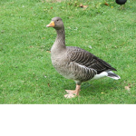 Goose army/against ducks