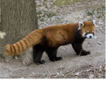 •red•panda•group•